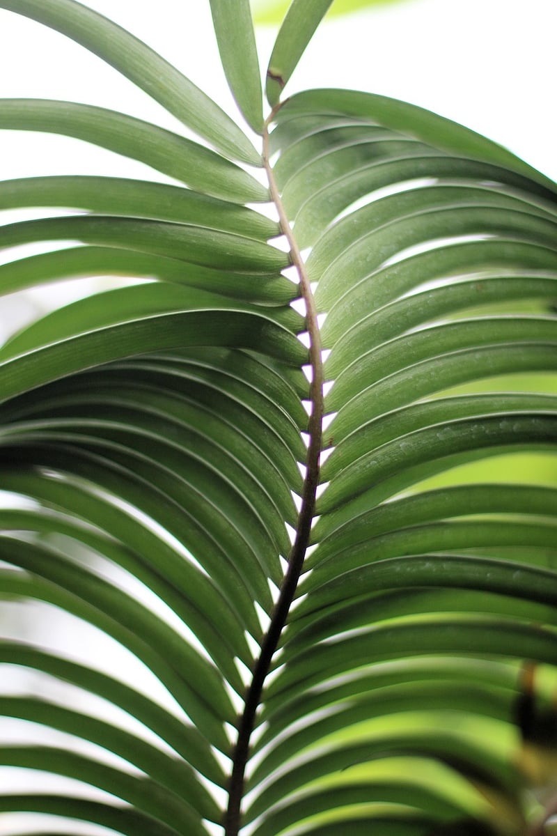 Tropical Foliage