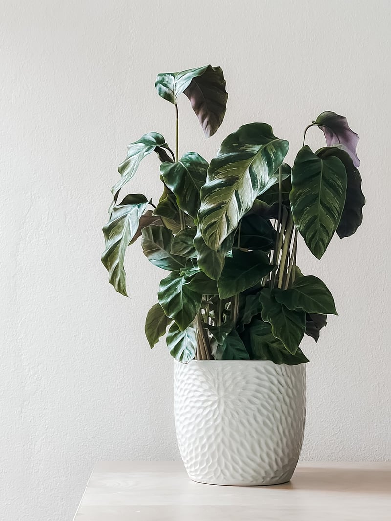 Plant Enthusiasts Forum
